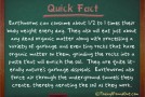 Earthworms Can Consume About 1/2 to 1 Times Their Body Weight Every Day