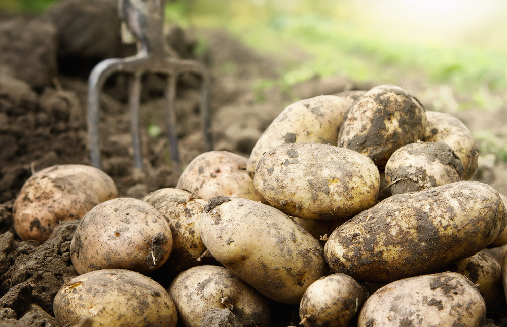 Potato, Definition, Plant, Origin, & Facts