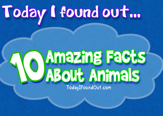 10 Amazing Facts About Animals