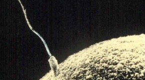 This Day in History: The First “Test Tube” Baby is Born