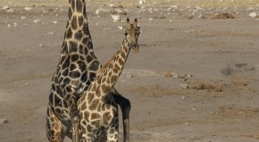 Before Mating, the Female Giraffe Will First Urinate in the Male’s Mouth