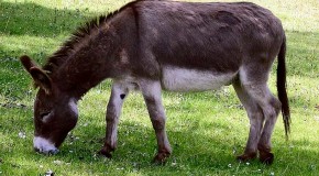 Difference Between a Donkey and a Mule