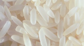Birds Won’t Die if They Eat Rice