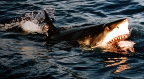 15 Shark Facts