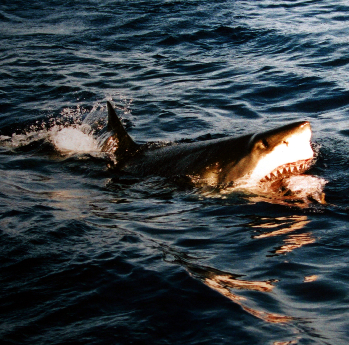 15 Shark Facts