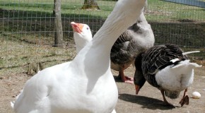 Where Did the Phrase “Take a Gander” Come From?