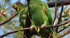 The Male White-Fronted Parrot Vomits in the Female’s Mouth During Their Mating Ritual