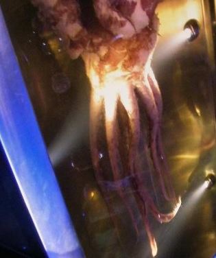 The Colossal Squid Has a Doughnut Shaped Brain With Their Esophagus