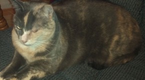 Comfort Zone® with Feliway® Products Review