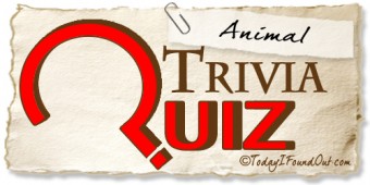 TIFO Animal Trivia Quiz