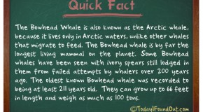 The Longest Living Mammal On The Planet