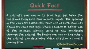 A Cricket’s Ears Are On Its Front Legs