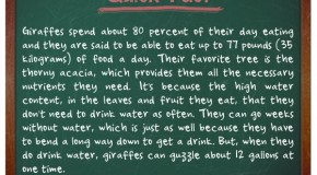 Giraffes Can Last Longer Than Camels Without Drinking Water