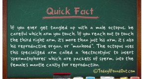 A Male Octopus’ Reproductive Organ Is One of Its Arms