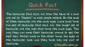 The Tentacles That Stick Out From The Head Of A Snail Are Not Its “Feelers”, But Its Eyes