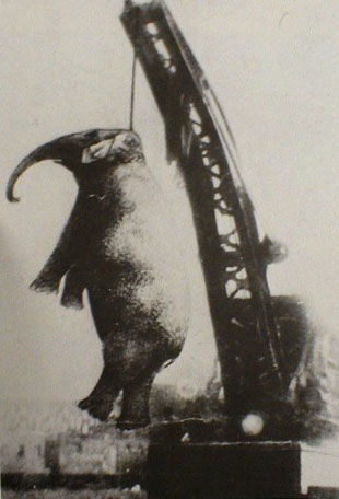 hanging-elephant.jpg