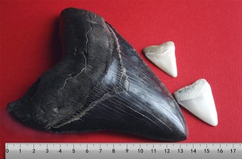 Megalodon vs. Great White Shark Teeth