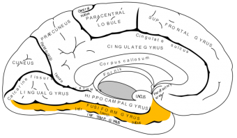 fusiform-gyrus