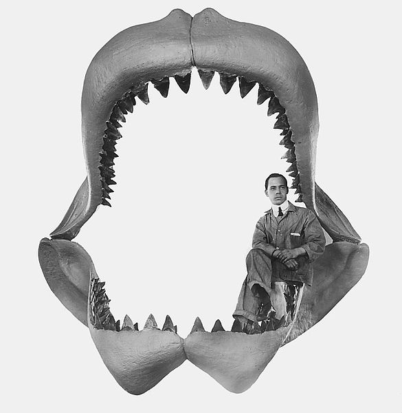 megalodon shark vs great white shark jaws