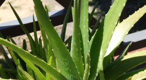 Is Aloe Vera Really Good For Your Skin?
