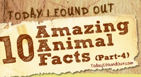 10 Amazing Animal Facts (Part-4)