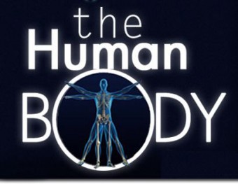 human-body2