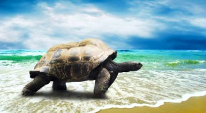The Difference Between Turtles, Tortoises, and Terrapins, and Other Turtle Facts