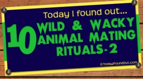 10 Wild and Wacky Animal Mating Rituals (Part-2)