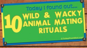 10 Wild and Wacky Animal Mating Rituals