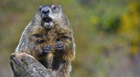 How Groundhog Day Got Started