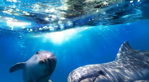 12 Fascinating Dolphin Facts