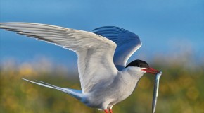 The 3.5 Ounce Bird That Migrates About 44,000 Miles Per Year