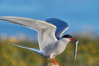 arctic-tern