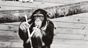 The Monkey Artist Hoax