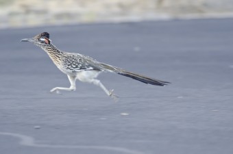 An actual roadrunner bird.  MEEP MEEP!