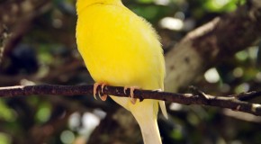 Canary Birds Were Named After the Canary Islands, Not the Other Way Around