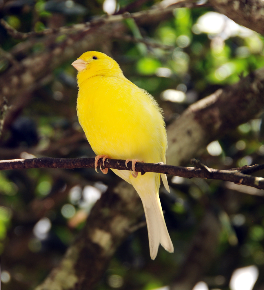Characteristics Bird's Canaries