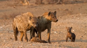 The Bizarre World of Animal Reproduction