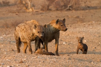 hyena-mothers