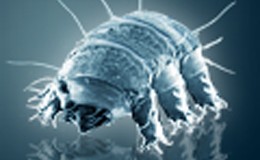 The Amazing Tardigrade- The Toughest Known Creature on Earth and Beyond