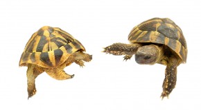 The Origin of the Teenage Mutant Ninja Turtles