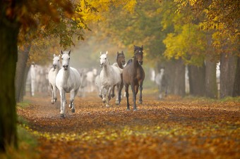 Horses