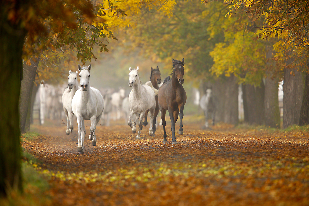 Miniature Horse Height Chart