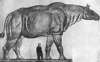 The mammoth Paraceratherium