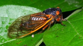 The Cicada Invasion is Here