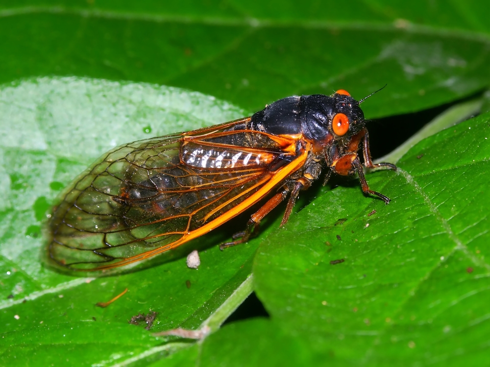 The Cicada Invasion is Here