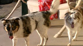 The “Australian” Shepherd Breed was Developed in America