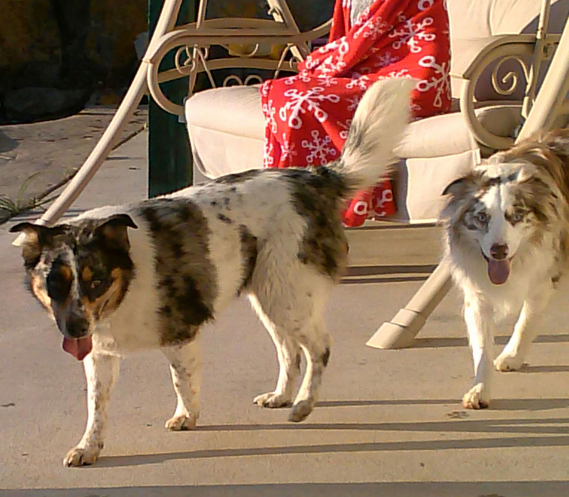 Original australian shepherd 2025