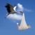 Why Storks are Associated with Delivering Babies