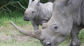 12 Interesting Facts You Probably Didn’t Know About Rhinoceroses